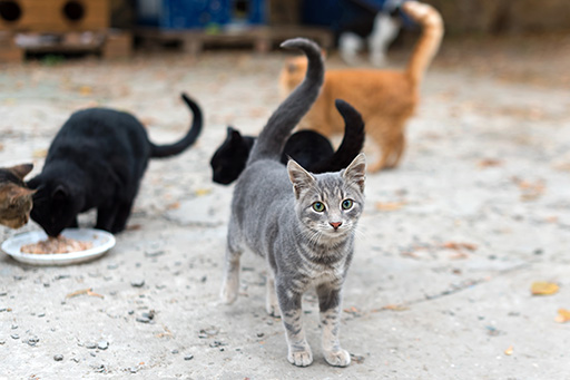 Community cats eating