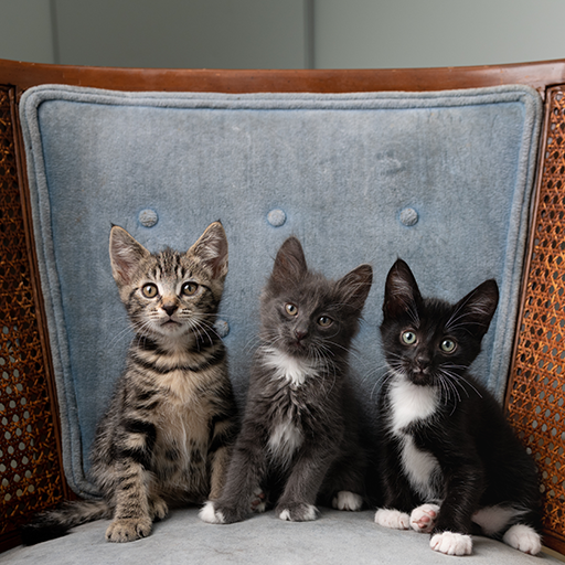 Kitten on a chair