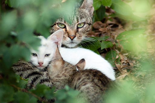 Feral mother cat with her kittens