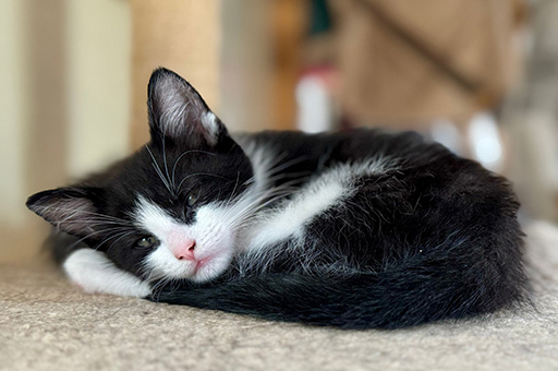 Foster kitten