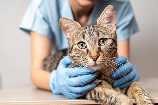 Veterinary care for rescued cats